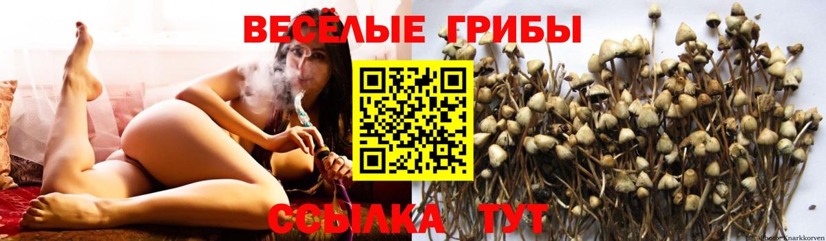 Галлюциногенные грибы Psilocybe Краснокаменск